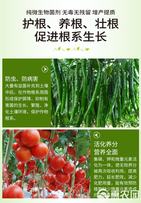 土传病害的绿色克星 复合微生物菌剂与抗重茬生物有机肥的研发与应用