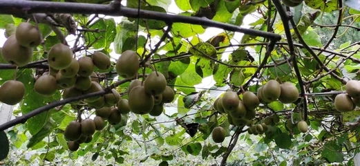 省土肥总站来我县调研，共促生物有机肥与复合微生物肥料研发应用