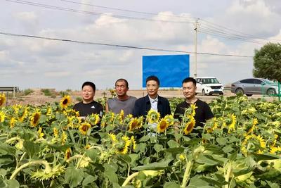 兰大绿色材料研发中心科研赋能 复合微生物肥料助力景泰盐碱地“喜变”良田