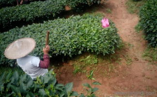 植物微生物有机肥 价格、厂家与研发趋势解析