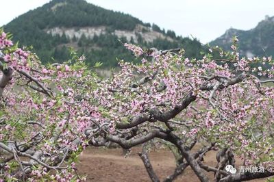 相约万佛塔，观赏千亩花——青州市付家首届桃花节与复合微生物肥料的绿色前景