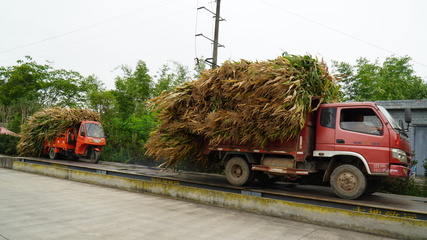 龙孔镇 “秸”尽所能，推进资源循环利用与生物有机肥料研发